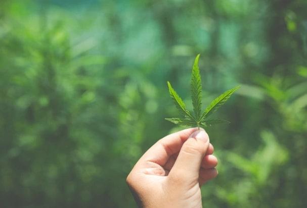 El cannabis está creciendo a nivel mundial en su legalización